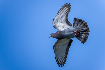 青空バックに頭上を飛ぶカラフルな鳩
