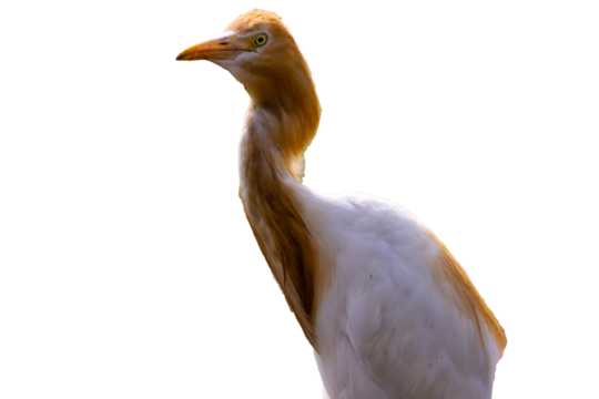 White egret birds (egretta garzetta) are standing in a watery paddy field looking for food