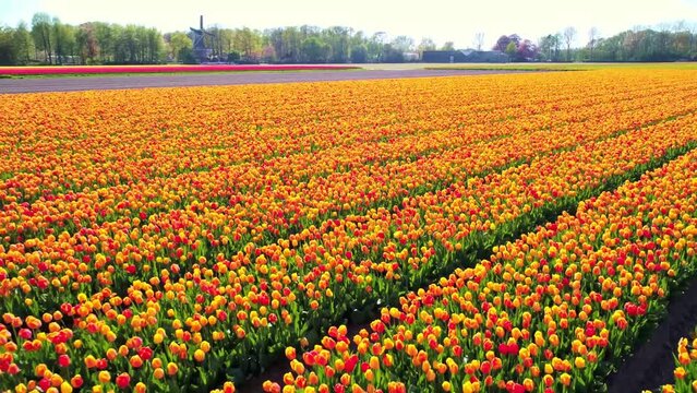 Panning backward over colorful tulips swaying in the wind; fild of tulips, aerial shot
