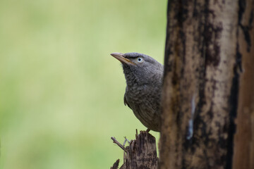 Jungle Babbler
