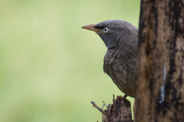 Jungle Babbler