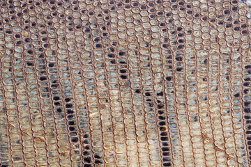 Snake Skin Background