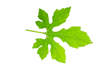 A sprig of bitter melon leaf in the shape of a green finger