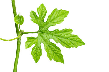 A sprig of bitter melon leaf in the shape of a green finger