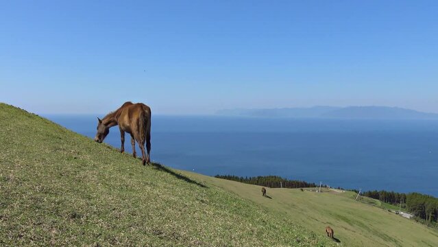 都井岬_ 御崎馬は野生化した貴重な存在として野生馬の中では唯一国の天然記念物に指定されている