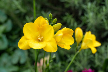 Yellow freesia flowers against a green foliage background
