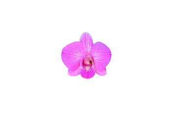 Beautiful Dendrobium Orchids in Thailand isolated on png file at transparent background.