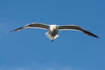 Gaviota Dominicana (Larus dominicanus) en pleno vuelo