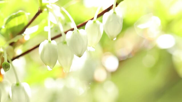 ドウダンツツジのクローズアップ　フィックス撮影