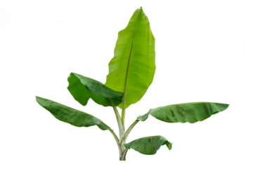 Young banana plant shoots with broad green leaves with white powdery stems