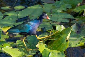 Purple Gallinule - Porphyrio martinicus - searching for food amidst Spatterdock - Nuphar lutea - in Everglades National Park, Florida.