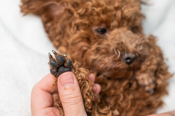 A woman cuts the hair on the paws of a brown mini toy poodle with a trimmer. 