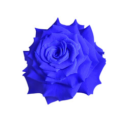 Close up single blue-violet rose flower isolated on transparent background. Top view of blue-violet...