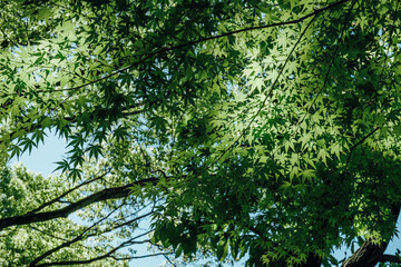 春・初夏・夏の日差しに照らされる森林の新緑の緑　自然・夏休み・夏・アウトドア・キャンプ・観光・旅行のイメージ背景　