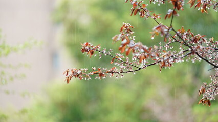 The beautiful flowers blooming in the garden with the rainy droplets in the rainy day