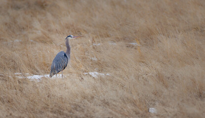 A great blue heron standing in last year's reeds in early spring