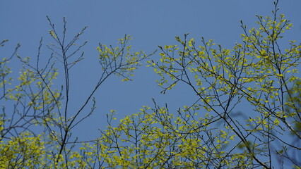 The fresh new leaves full of the trees in spring