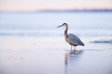 A great blue heron wading in the water at sunset in early spring