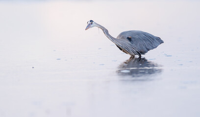 A great blue heron looking for a meal