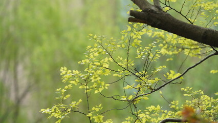 The beautiful garden view with the fresh green trees in spring