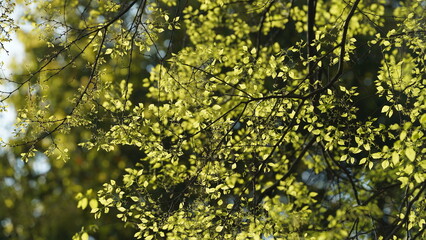 Fototapeta premium The beautiful garden view with the fresh green trees in spring