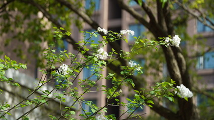 The beautiful flowers blooming in the garden in spring with the warm sunlight
