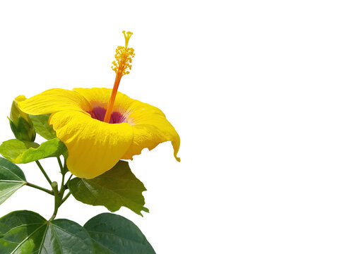 Bright Yellow Hibiscus Flower With Green Leaves. Isolated On White Background. (png)	