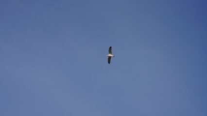 One seagull flying in the sky with the clear blue sky as background
