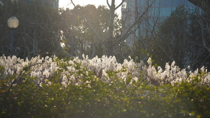 The soft reeds view with the warm sunlight in autumn
