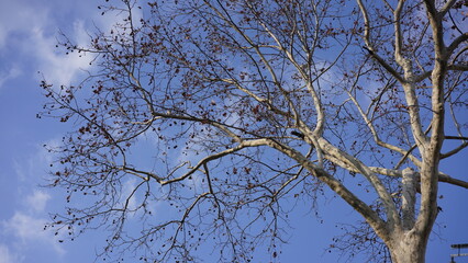 The winter view with the blue sky and bald branches trees in the city