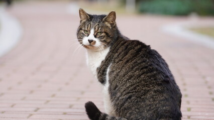 One adorable wild cat sitting in the garden for resting