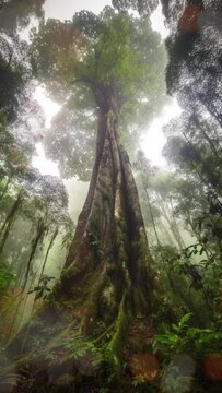 Ancient tree stands tall in the rainforest