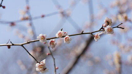 The beautiful flowers blooming in the garden in spring with the warm sunlight