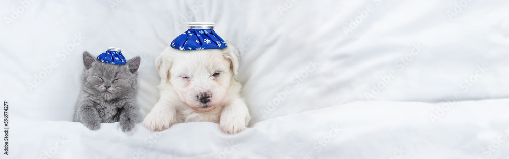 Poster sick kitten and bichon frise puppy sleep with ice bags or ice packs on it heads lying on a bed at ho