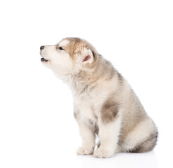 Husky puppy looks away and up on empty space. isolated on white background