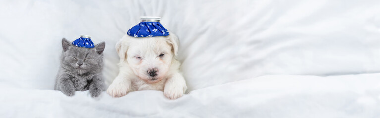 Sick kitten and Bichon Frise puppy sleep with ice bags or ice packs on it heads lying on a bed at...