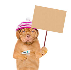 Unhappy sick puppy wearing winter hat holds thermometer and shows empty placard. isolated on white background