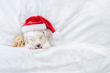 Cute Bichon Frise puppy wearing red santa hat sleeps with toy bear under white blanket at home. Top down view. Empty space for text