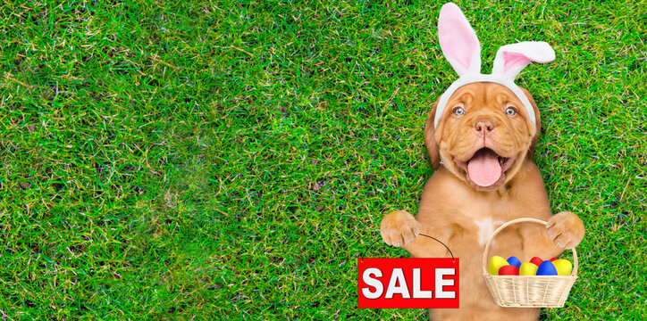 Happy mastiff puppy wearing easter rabbits ears holds basket of colorful Easter eggs and shows signboard with labeled "sale" and lies on its back on summer green grass. Top down view. Empty space