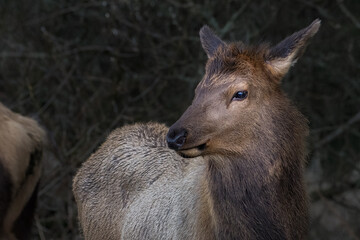 Fototapeta premium 2021-02-25 A YOUNG ROOSEVELT ELK WITH A BRIGHT EYE LOOKING LEFT IN THE SCENE WITH A BLURRY BACKGROUND IN CANNON BEACH OREGON