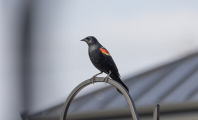 BIRD COLOR AND BLACK