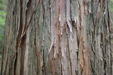 樹木の表情　ヒノキの樹皮