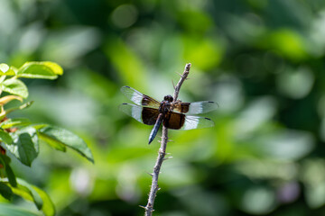 A brown dragonfly resting on a stem