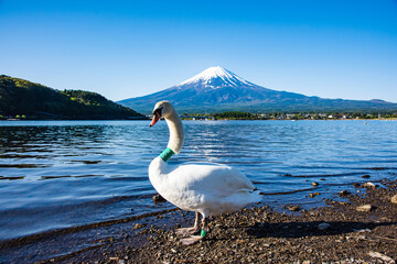 河口湖から富士山と白鳥