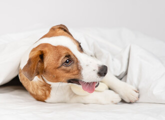 Cute dog jack russell breed lying at home under the covers on the bed in a knitted sweater