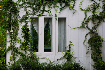 The windows of the house are covered with plants and leaves.