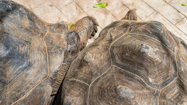 Two giant turtles Aldabrachelys gigantea   are resting, snuggled up to each other. The shells, paws, and head are visible. Close-up. Seychelles.