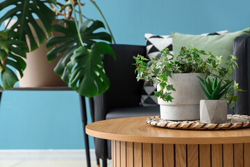 Coffee table with houseplants and cozy armchair in interior of living room