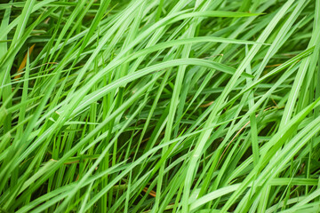 Fototapeta na wymiar Seamless green grass background. Fresh grass. 