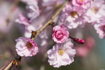 色合いがとても美しい、ピンク色のハナカイドウの咲く風景